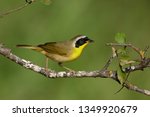 Adult male Common Yellowthroat (Geothlypis trichas) in Galveston County, Texas, USA. Perched on a twig against a green natural background.