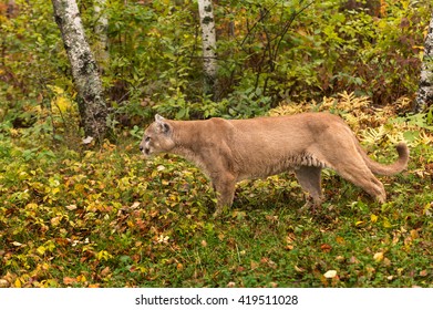 Adult Male Cougar (Puma Concolor) Stalks - Captive Animal