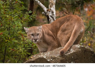 Adult Male Cougar Puma Concolor Snarls Stock Photo (Edit Now) 620135813