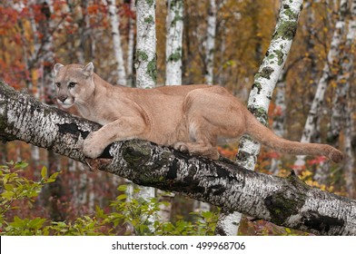 puma wild animal