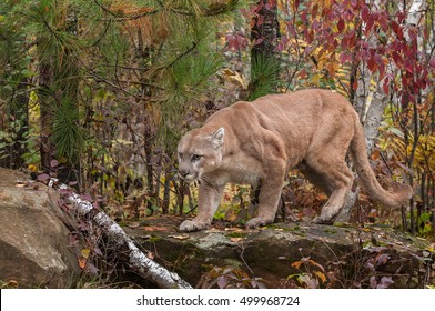 Adult Male Cougar Puma Concolor Creeps Stock Photo 499968724 | Shutterstock