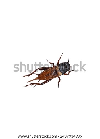 An adult male cricket animal photographed from above, isolated on white, Adult male crickets animal  are characterized by perfect wing feathers with motifs, black heads, dark brown legs