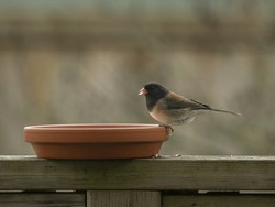 Adult Male Dark-eyed Junco (Junco Hyemalis) Feeding From A Dish Of Seeds. This Is The "Oregon" Form From Western North America 