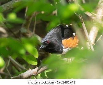 Adult male Eastern Towhee perched on branch