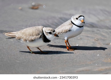 Adult Male and Female Piping Plovers 