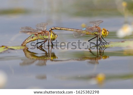 Adult male and female Vagrant Emperor (Anax ephippiger) tandem laying eggs on Nymphoides peltata at the Millingerwaard in the Netherlands.