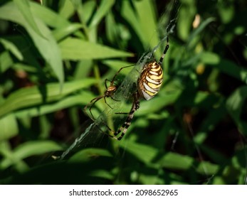 Adult male and female of wasp spider (Argiope bruennichi) with yellow and black markings on abdomen hanging on orb web next to each other. Visible size difference of male and female of spider