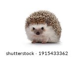 Adult male Four toed Hedgehog aka Atelerix albiventris. Sitting facing front. Isolated on a white background.