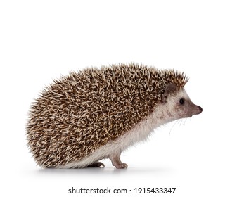 Adult Male Four Toed Hedgehog Aka Atelerix Albiventris. Sitting Side Ways, Head Up. Isolated On A White Background.