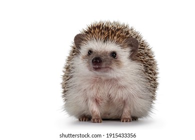 Adult Male Four Toed Hedgehog Aka Atelerix Albiventris. Sitting Facing Front. Isolated On A White Background.