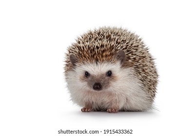 Adult male Four toed Hedgehog aka Atelerix albiventris. Sitting facing front. Isolated on a white background.