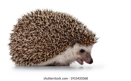 Adult Male Four Toed Hedgehog Aka Atelerix Albiventris. Sitting Side Ways, Mouth Open. Isolated On A White Background.