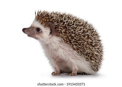 Hombre adulto Cuatro dedos de pie Hedgehog alias Atelerix albiventris. Sentado de lado, mirando curiosamente hacia arriba. Aislado sobre un fondo blanco.