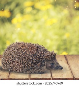 Adult Male Four Toed Hedgehog Looking Curiously Up.