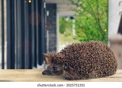 Adult Male Four Toed Hedgehog Looking Curiously Up.