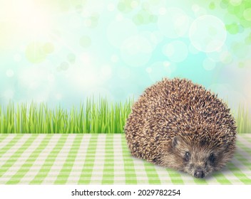 Adult Male Four Toed Hedgehog Looking Curiously Up.