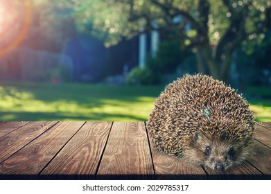 Adult Male Four Toed Hedgehog Looking Curiously Up.