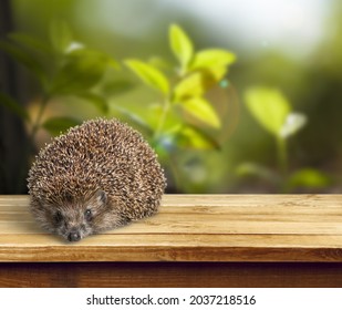 Adult Male Four Toed Hedgehog Looking Curiously Up.