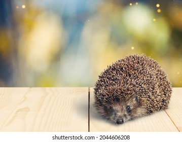 Adult Male Four Toed Hedgehog Looking Curiously Up.