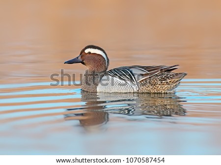 Adult male garganey floats in the water and looks at the camera in the time before sunrise Zdjęcia stock © 