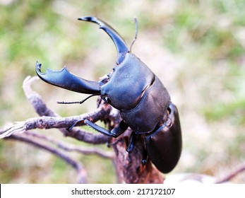 Adult male of giant (or titan) stag beetle (Dorcus titanus)
