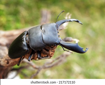 Adult male of giant (or titan) stag beetle (Dorcus titanus)