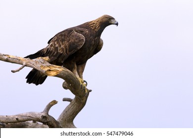 Golden Eagle Flying Images Stock Photos Vectors