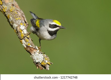 Adult male Golden-winged Warbler (Vermivora chrysoptera)
Galveston Co., Texas
