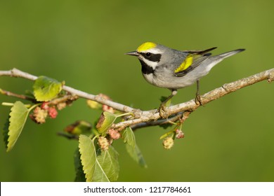 Adult male Golden-winged Warbler (Vermivora chrysoptera)
Galveston Co., Texas