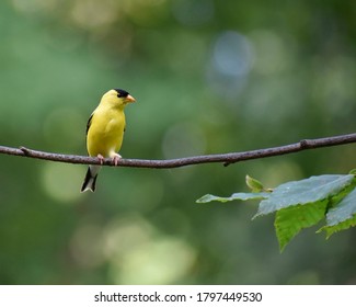 Adult Male Goldfinch Perched On A Beech Tree Branch.