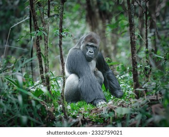 Adult male gorilla in the jungle, captured in its natural - Powered by Shutterstock