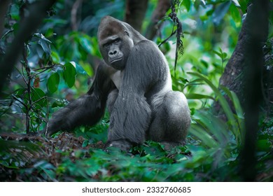 Gorila macho adulto en la selva, capturado en su naturaleza