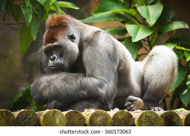 Adult male gorilla in Taronga Zoo, Sydney, Australia.