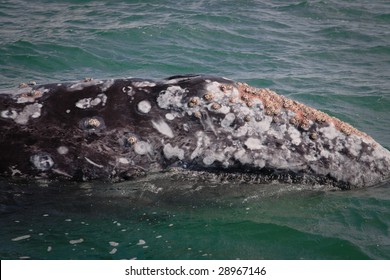 Adult Male Gray Whale Covered In Barnacles