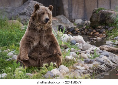 adult male grizzly bear sitting on his rear end  reaching for his rear feet