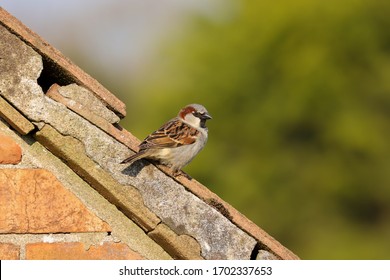 Song Sparrow Nest Images Stock Photos Vectors Shutterstock