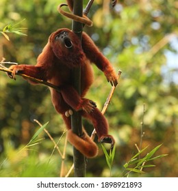 Adult Male Howler Monkey Hanging From A Guadua Stick Howling