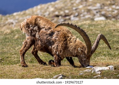 Ibex Climbing 图片 库存照片和矢量图 Shutterstock