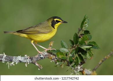 1,672 Kentucky Birds Images, Stock Photos & Vectors | Shutterstock