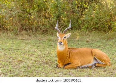An adult male kob (Kobus kob), Queen Elizabeth National Park, Uganda.	
