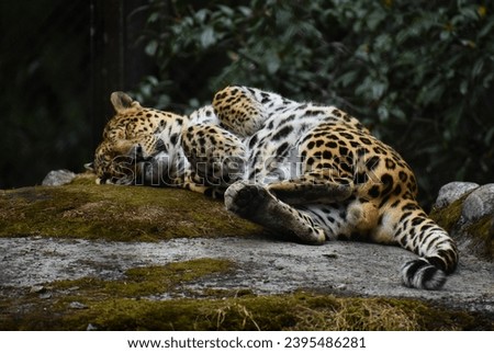 An adult male leopard sleeping after a meal in the Himalayan zoological park, Gangtok, Sikkim, India.
