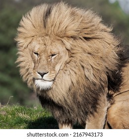 Adult Male Lion Front Profile