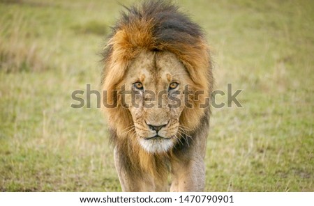 An adult male lion (Latin - Panthera leo) looks fierce and dangerous as he walks directly toward the camera, in the Masai Mara, Kenya.