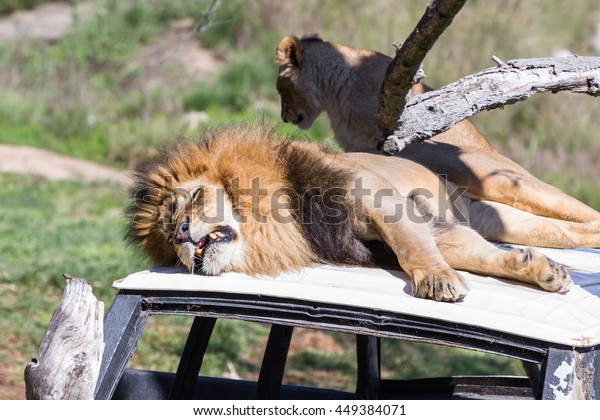 Adult male lion laying on top of a car getting\
annoyed by a cub