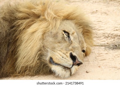 Adult Male Lion, Lying On A Sandy Dirt Road In The Sun.