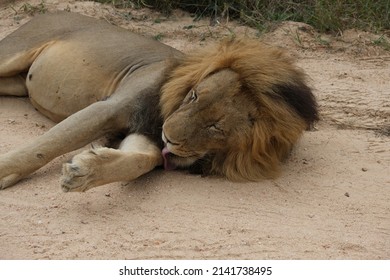 Adult Male Lion, Lying On A Sandy Dirt Road In The Sun.