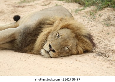 Adult Male Lion, Lying On A Sandy Dirt Road In The Sun.