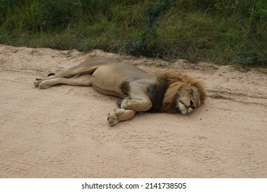 Adult Male Lion, Lying On A Sandy Dirt Road In The Sun.