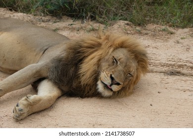 Adult Male Lion, Lying On A Sandy Dirt Road In The Sun.