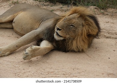 Adult Male Lion, Lying On A Sandy Dirt Road In The Sun.